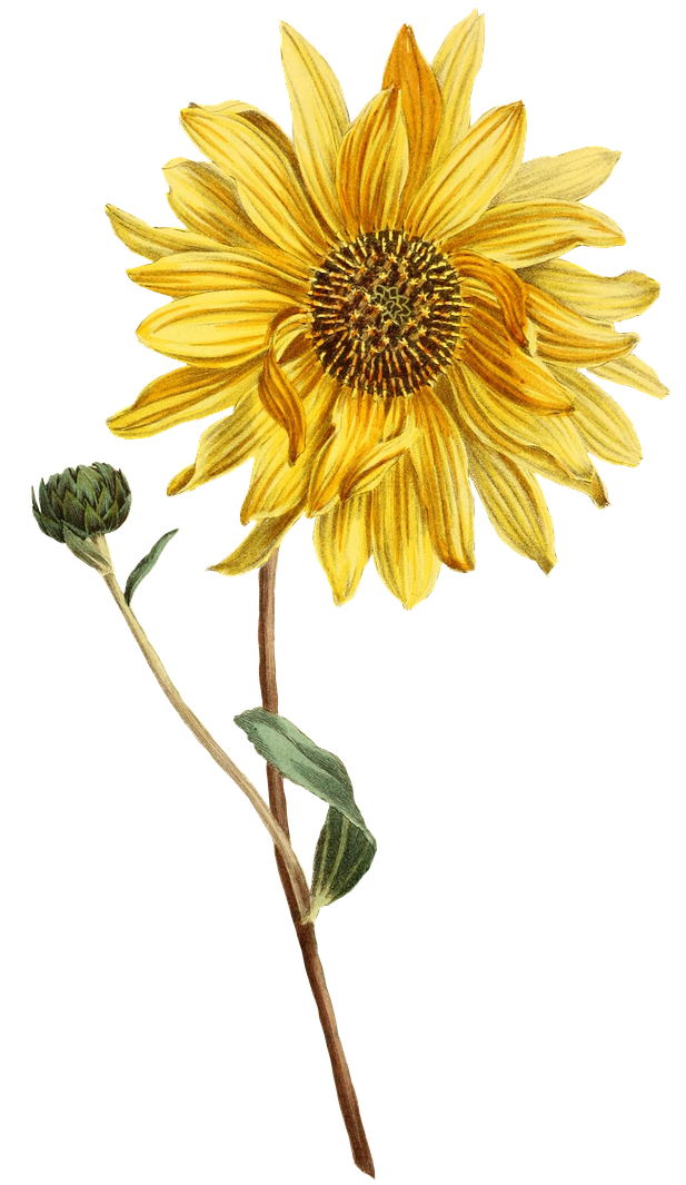 sunflower, flower, plant-1952014.jpg